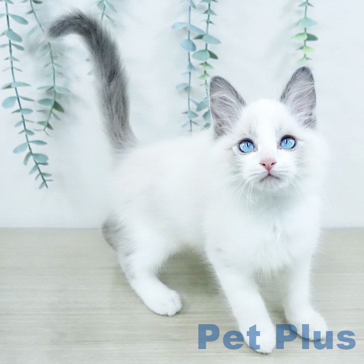 長野県のラグドール (ペットプラス 長野店/2025年9月8日生まれ/男の子/シールポイントバイカラー)の子猫の1枚目の画像