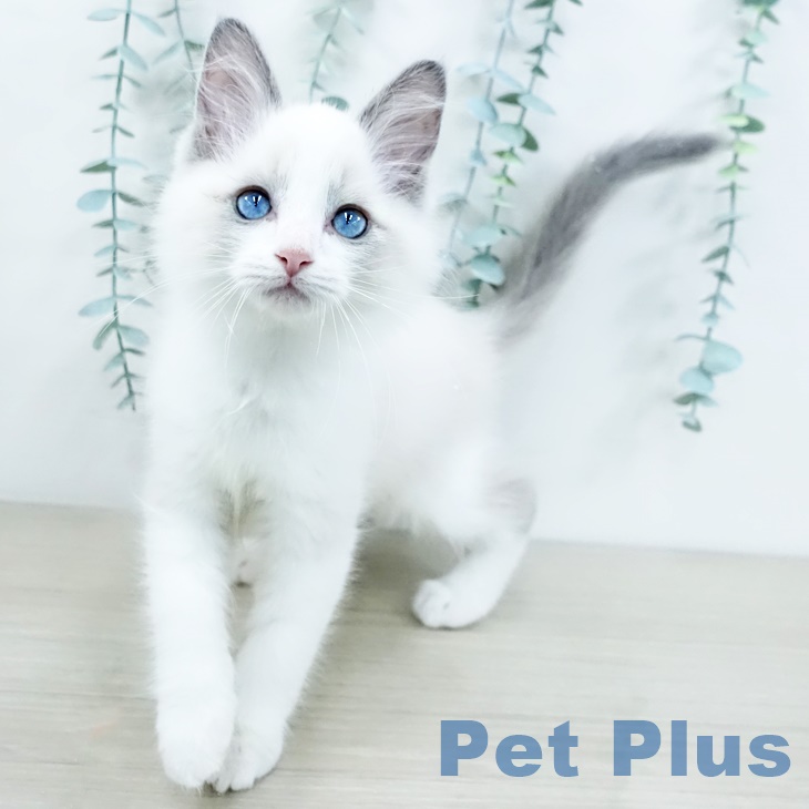 長野県のラグドール (ペットプラス 長野店/2025年9月8日生まれ/男の子/シールポイントバイカラー)の子猫の2枚目の画像