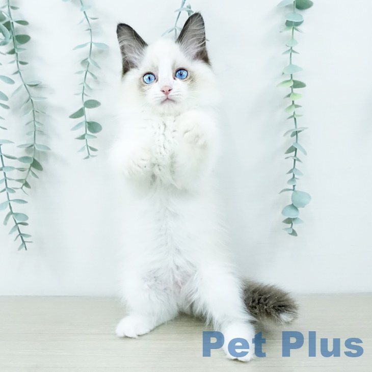埼玉県のラグドール (ペットプラス 上尾店/2025年9月8日生まれ/男の子/ブルーポイントバイカラー)の子猫の1枚目の画像