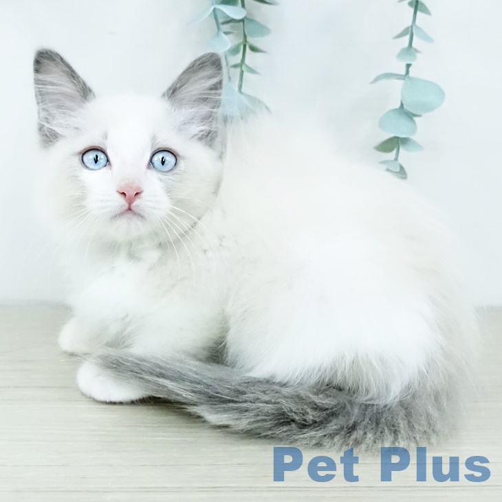 長野県のラグドール (ペットプラス 上田店/2025年9月9日生まれ/男の子/ブルーポイントバイカラー)の子猫の1枚目の画像