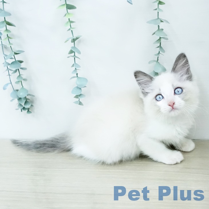 長野県のラグドール (ペットプラス 上田店/2025年9月9日生まれ/男の子/ブルーポイントバイカラー)の子猫の2枚目の画像