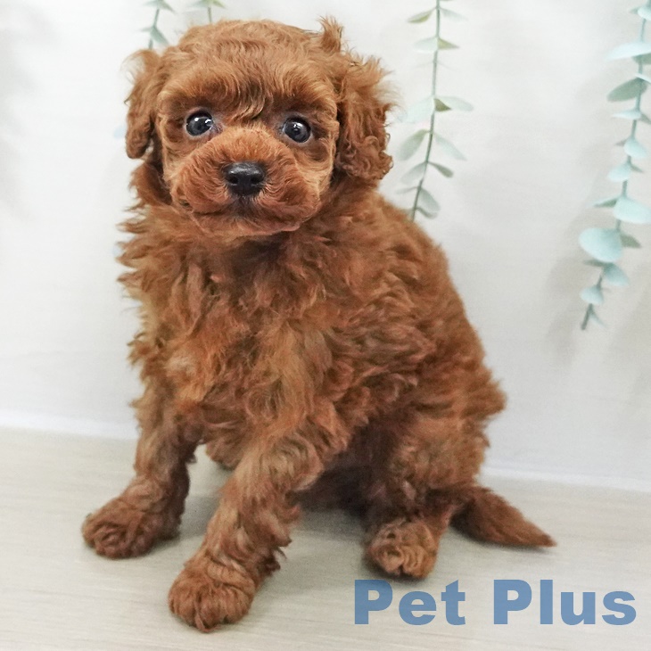 トイ・プードル