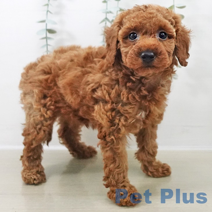 トイ・プードル