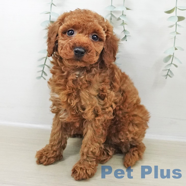 トイ・プードル