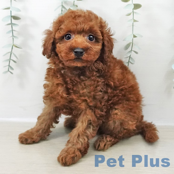 長野県のトイプードル(トイ) (ペットプラス 長野店/2025年9月20日生まれ/男の子/レッド)の子犬の1枚目の画像