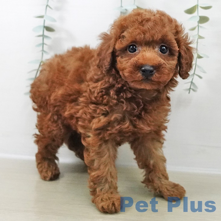 長野県のトイプードル(トイ) (ペットプラス 長野店/2025年9月20日生まれ/男の子/レッド)の子犬の2枚目の画像