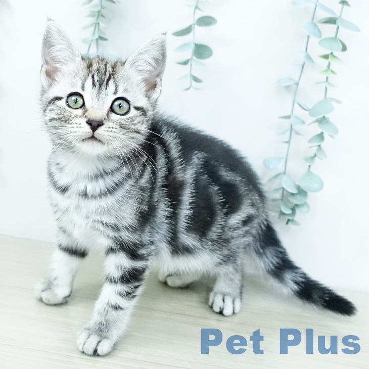 アメリカンショートヘアの写真2