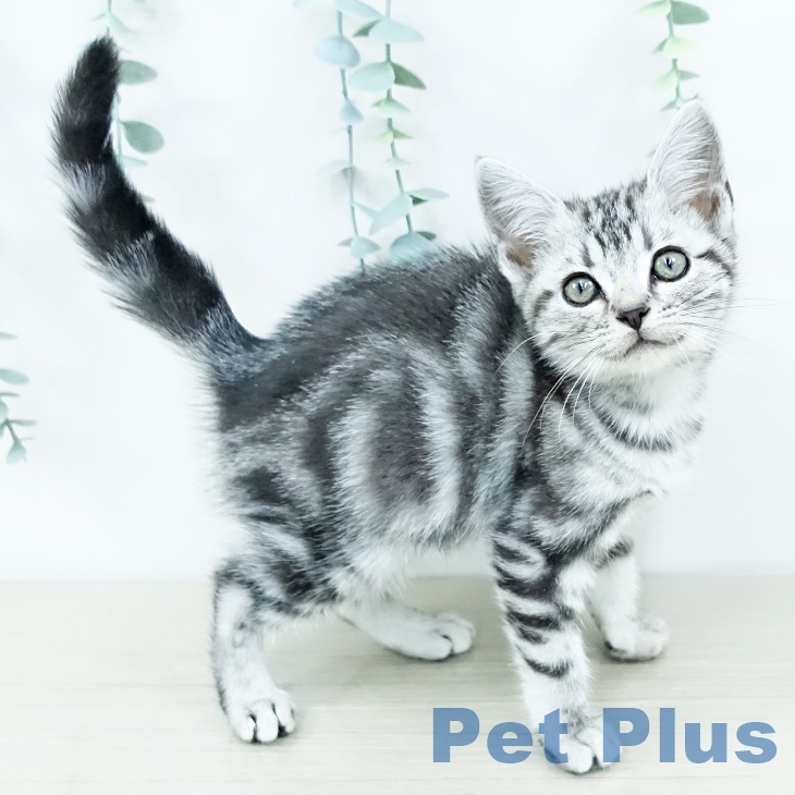 アメリカンショートヘア