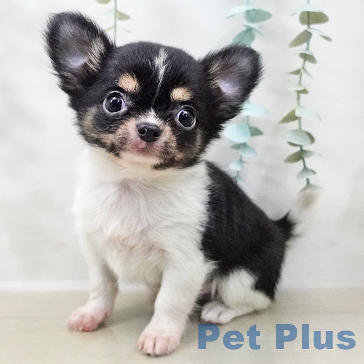 長野県のチワワ(ロング) (ペットプラス 須坂店/2025年9月19日生まれ/男の子/ブラックタンホワイト)の子犬の1枚目の画像
