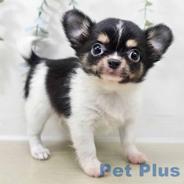 長野県のチワワ(ロング) (ペットプラス 須坂店/2025年9月19日生まれ/男の子/ブラックタンホワイト)の子犬の2枚目の画像