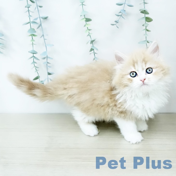 サイベリアンの写真2