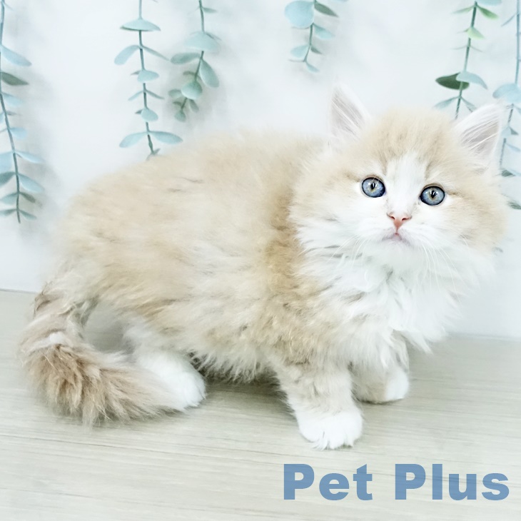 サイベリアンの写真2