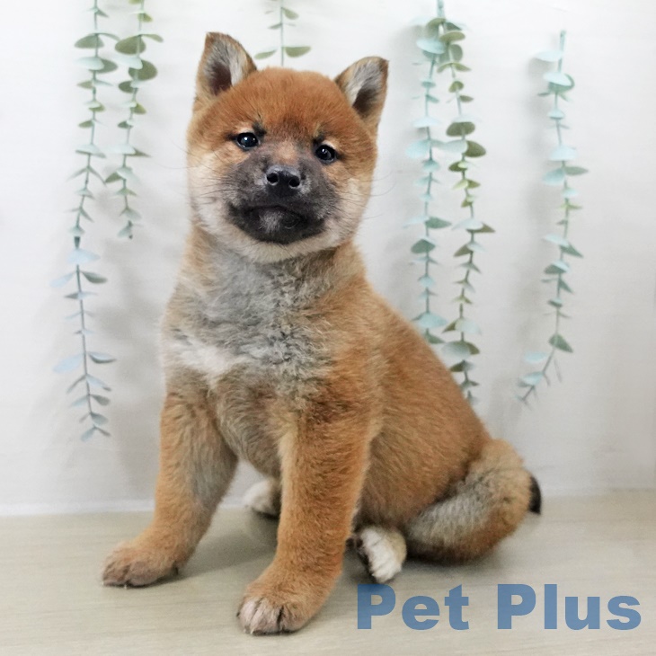 長野県の柴犬(標準サイズ) (ペットプラス 長野店/2025年9月26日生まれ/男の子/赤)の子犬の1枚目の画像