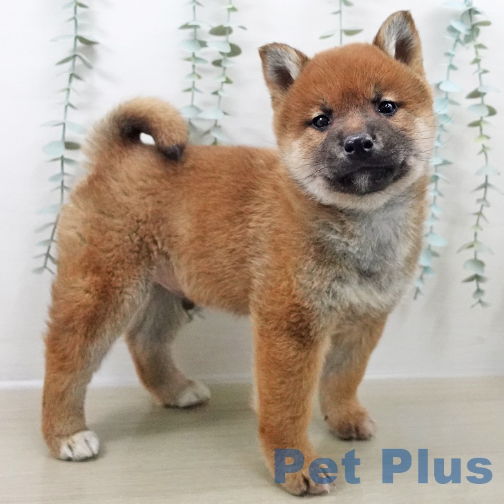 長野県の柴犬(標準サイズ) (ペットプラス 長野店/2025年9月26日生まれ/男の子/赤)の子犬の2枚目の画像