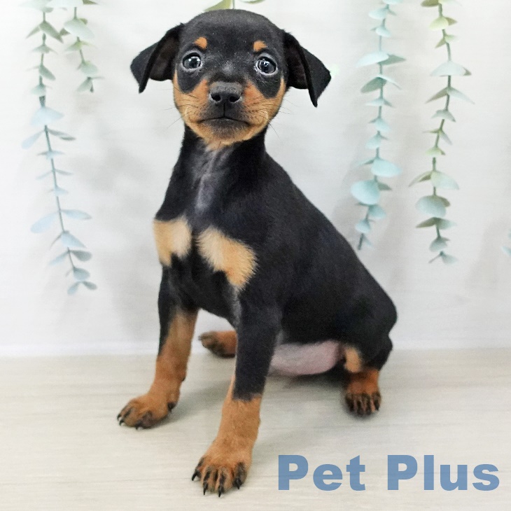 千葉県のミニチュアピンシャー (ペットプラス 船橋店/2025年9月25日生まれ/男の子/ブラックタン)の子犬の1枚目の画像