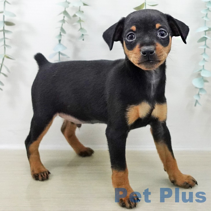 千葉県のミニチュアピンシャー (ペットプラス 船橋店/2025年9月25日生まれ/男の子/ブラックタン)の子犬の2枚目の画像