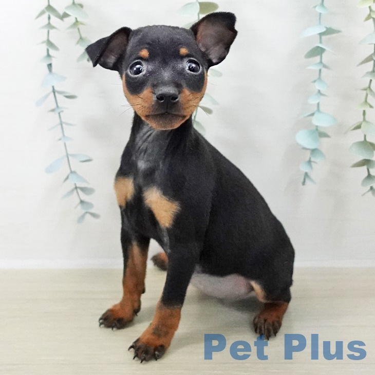 ミニチュア・ピンシャー