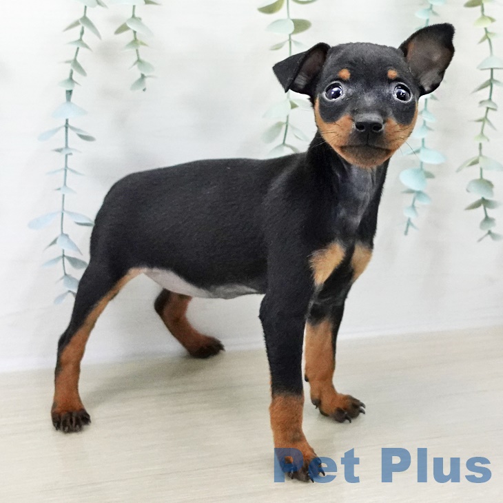 ミニチュア・ピンシャーの写真2