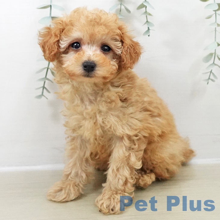 埼玉県のトイプードル(トイ) (ペットプラス ららぽーと新三郷店/2025年9月25日生まれ/男の子/アプリコット)の子犬の1枚目の画像