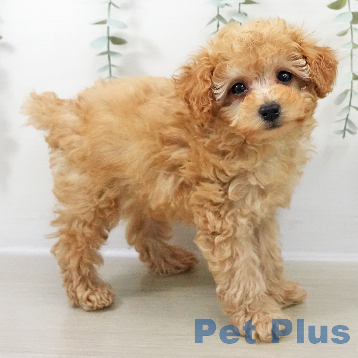 埼玉県のトイプードル(トイ) (ペットプラス ららぽーと新三郷店/2025年9月25日生まれ/男の子/アプリコット)の子犬の2枚目の画像