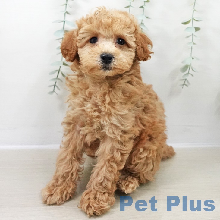 千葉県のトイプードル(トイ) (ペットプラス 八千代緑が丘店/2025年9月25日生まれ/男の子/アプリコット)の子犬の1枚目の画像