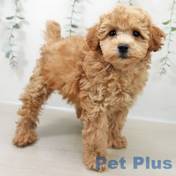 千葉県のトイプードル(トイ) (ペットプラス 八千代緑が丘店/2025年9月25日生まれ/男の子/アプリコット)の子犬の2枚目の画像