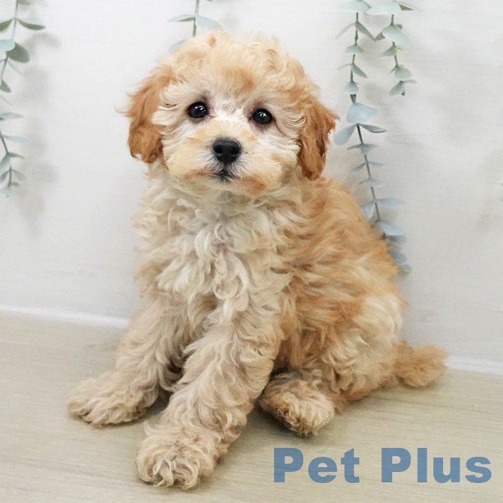 埼玉県のトイプードル(トイ) (ペットプラス 与野店/2025年9月25日生まれ/女の子/アプリコット)の子犬の1枚目の画像