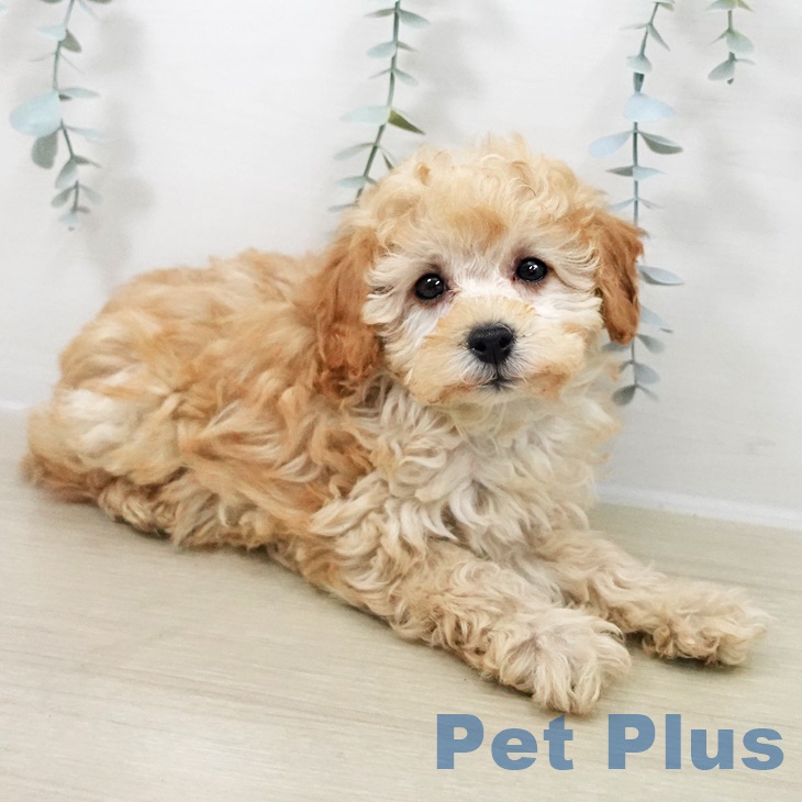 埼玉県のトイプードル(トイ) (ペットプラス 与野店/2025年9月25日生まれ/女の子/アプリコット)の子犬の2枚目の画像
