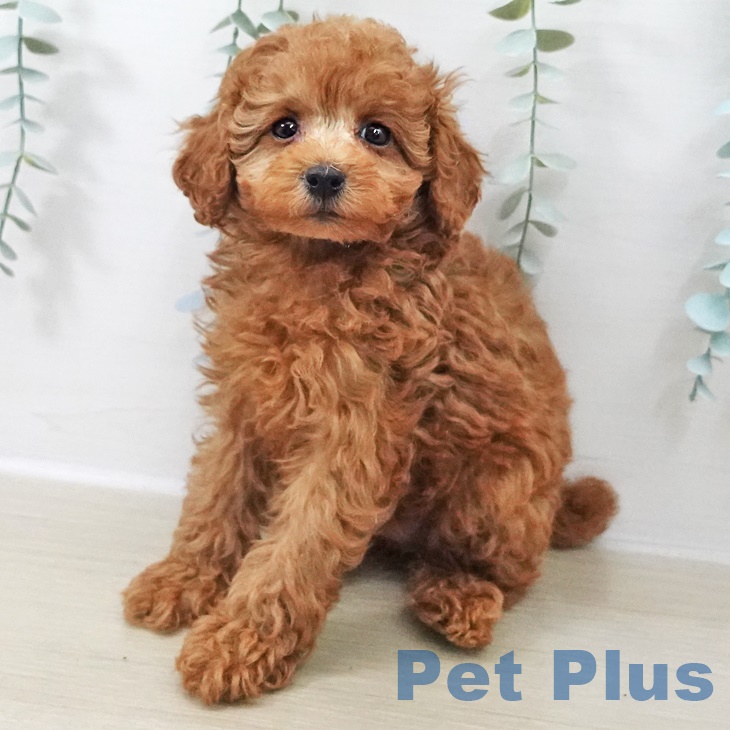 宮城県のトイプードル(トイ) (ペットプラス 仙台上杉店/2025年9月25日生まれ/女の子/レッド)の子犬