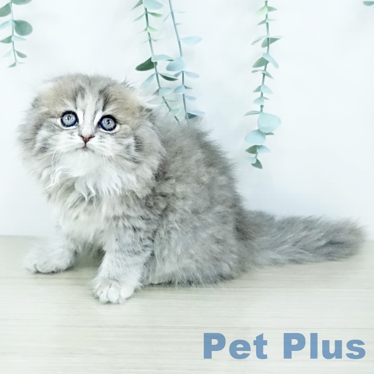 神奈川県のスコティッシュフォールド (ペットプラス 座間店/2025年9月25日生まれ/女の子/ブルーパッチドタビー)の子猫の1枚目の画像