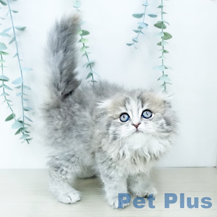 神奈川県のスコティッシュフォールド (ペットプラス 座間店/2025年9月25日生まれ/女の子/ブルーパッチドタビー)の子猫の2枚目の画像