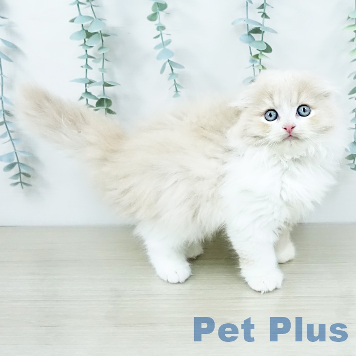 埼玉県のスコティッシュフォールド (ペットプラス ららぽーと富士見店/2025年9月23日生まれ/男の子/クリームホワイト)の子猫の1枚目の画像