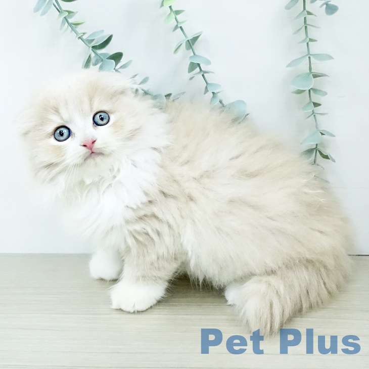 埼玉県のスコティッシュフォールド (ペットプラス ららぽーと富士見店/2025年9月23日生まれ/男の子/クリームホワイト)の子猫の2枚目の画像