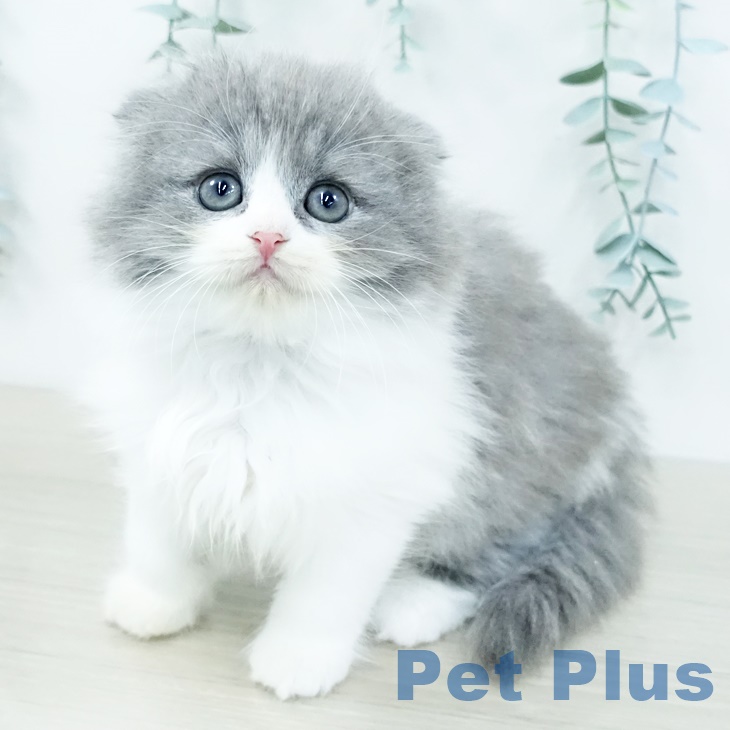 スコティッシュフォールド