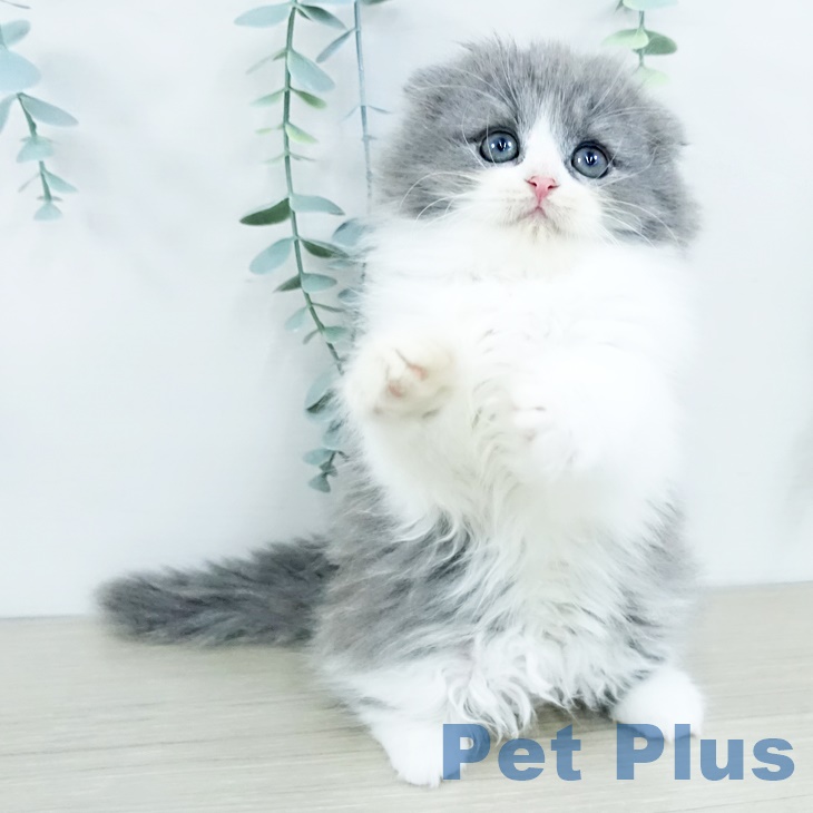 スコティッシュフォールド