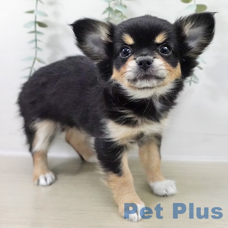青森県のチワワ(ロング) (ペットプラス 青森浜田店/2025年9月24日生まれ/女の子/ブラックタンホワイト)の子犬