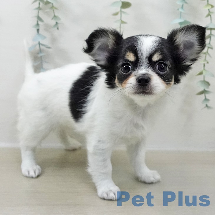 長野県のチワワ(ロング) (ペットプラス 松本店/2025年9月24日生まれ/女の子/ホワイトブラックタン)の子犬