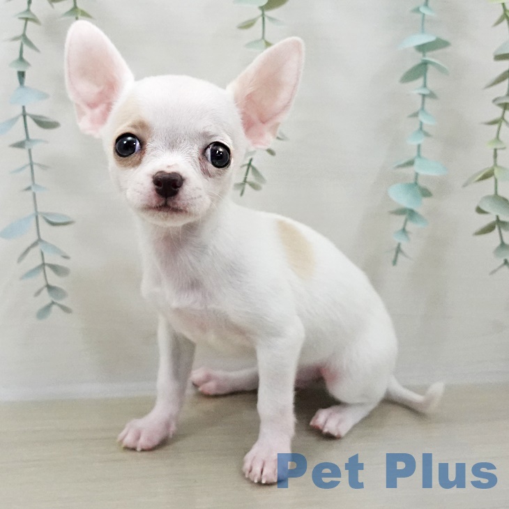 神奈川県のチワワ(ロング) (ペットプラス 相模原並木店/2025年9月25日生まれ/男の子/ホワイトクリーム)の子犬の1枚目の画像