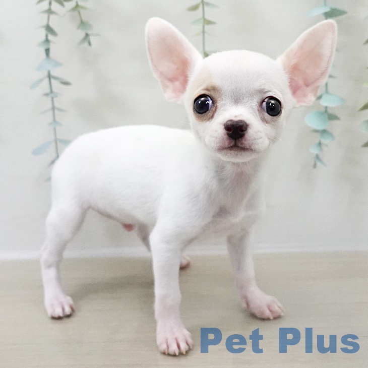 神奈川県のチワワ(ロング) (ペットプラス 相模原並木店/2025年9月25日生まれ/男の子/ホワイトクリーム)の子犬の2枚目の画像