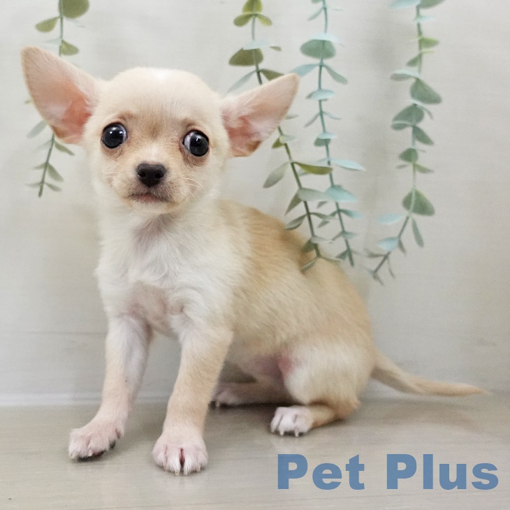 東京都のチワワ(ロング) (ペッツワン 南砂町SUNAMO店/2025年9月25日生まれ/女の子/クリームホワイト)の子犬の1枚目の画像