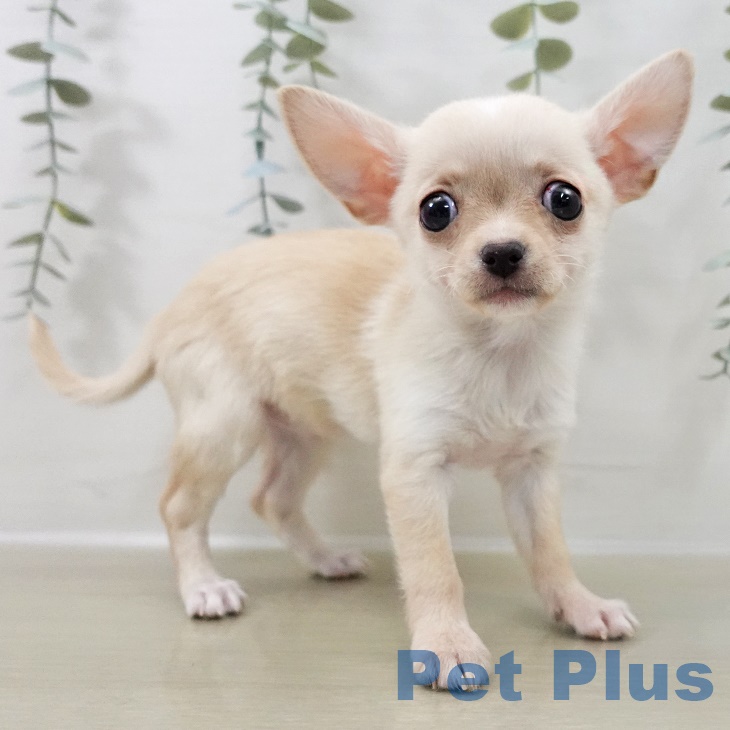 東京都のチワワ(ロング) (ペッツワン 南砂町SUNAMO店/2025年9月25日生まれ/女の子/クリームホワイト)の子犬の2枚目の画像