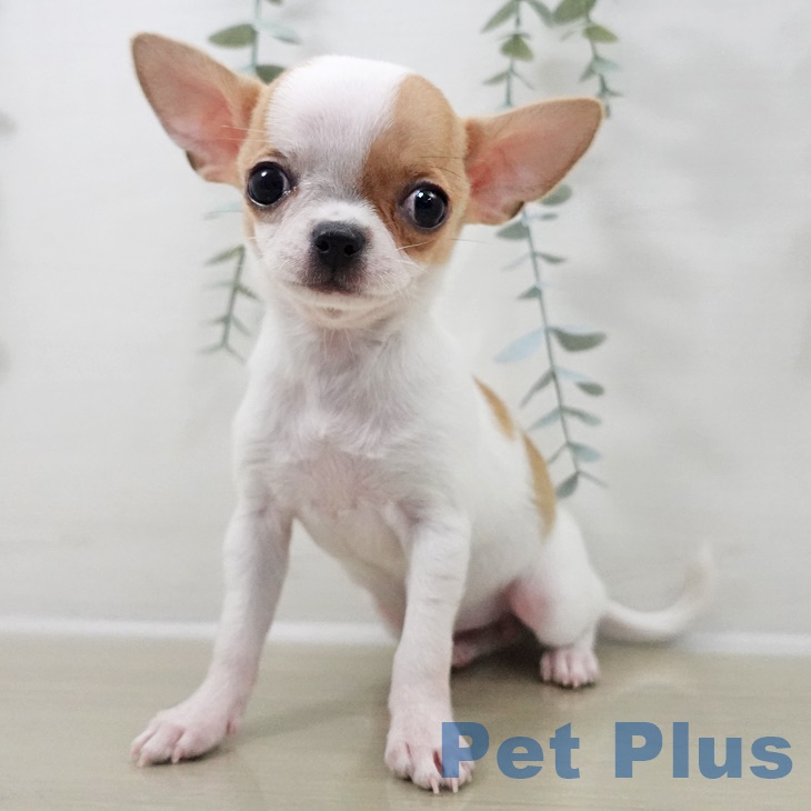 チワワの写真2