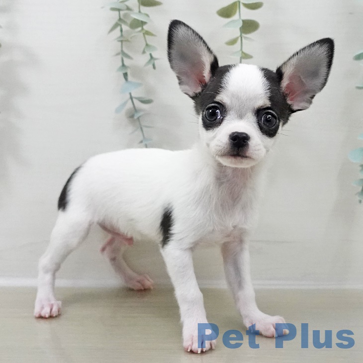 埼玉県のチワワ(ロング) (ペットプラス イオンモール春日部店/2025年9月26日生まれ/男の子/ホワイトブラックタン)の子犬の1枚目の画像