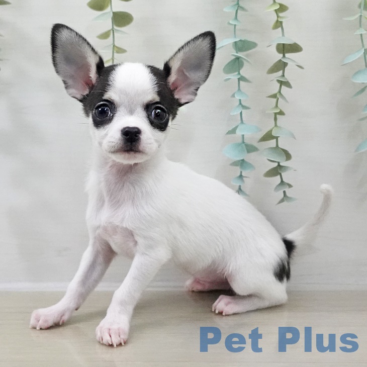 埼玉県のチワワ(ロング) (ペットプラス イオンモール春日部店/2025年9月26日生まれ/男の子/ホワイトブラックタン)の子犬の2枚目の画像