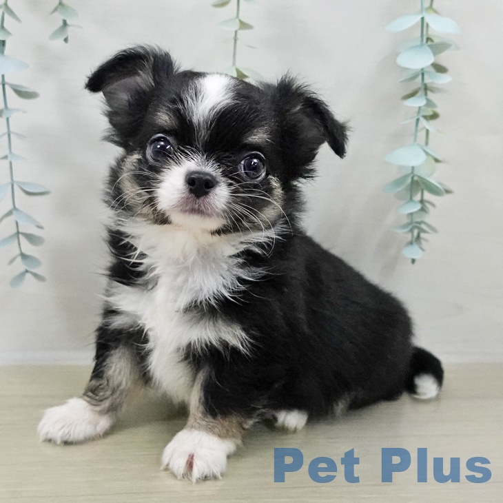 埼玉県のチワワ(ロング) (ペットプラス 羽生店/2025年9月26日生まれ/男の子/ブラックタンホワイト)の子犬の1枚目の画像