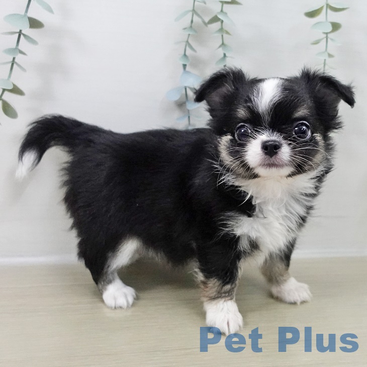 埼玉県のチワワ(ロング) (ペットプラス 羽生店/2025年9月26日生まれ/男の子/ブラックタンホワイト)の子犬の2枚目の画像