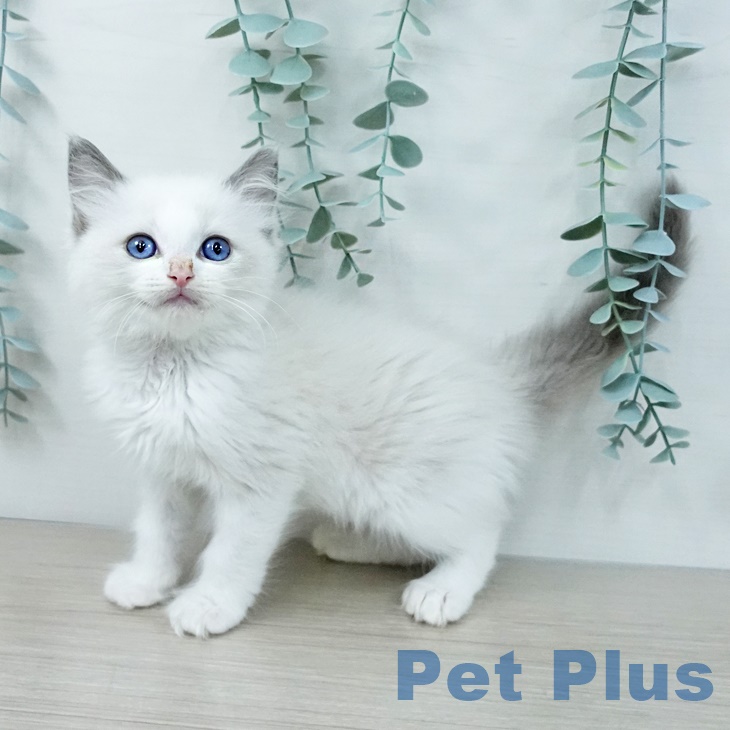 茨城県のラグドール (ペッツワン つくば店/2025年9月18日生まれ/男の子/ブルーポイントバイカラー)の子猫