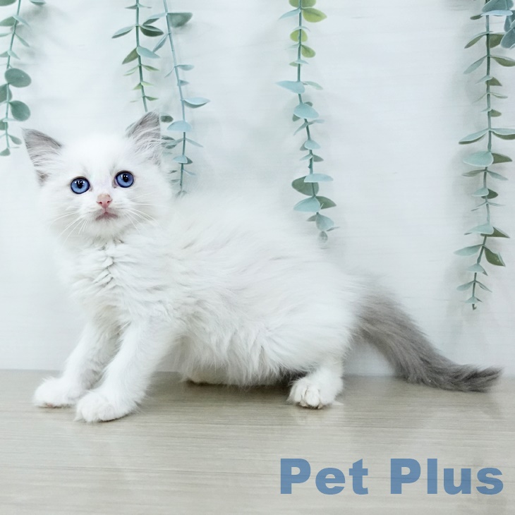 ラグドールの写真2