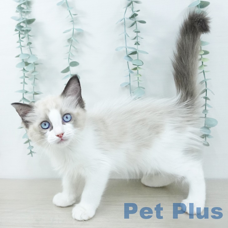 神奈川県のラグドール (ペットプラス アミーゴ藤沢店/2025年9月9日生まれ/男の子/シールポイントバイカラー)の子猫