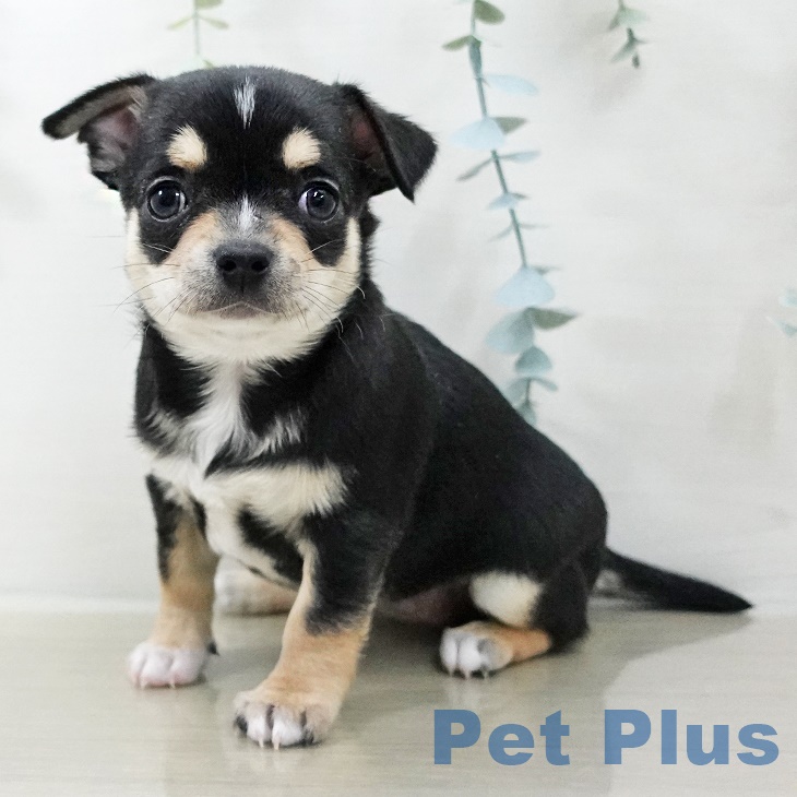 東京都のチワワ(ロング) (ペットプラス 多摩平の森店/2025年9月27日生まれ/女の子/ブラックタンホワイト)の子犬の1枚目の画像